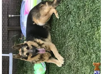 a german shepherd dog biting another german shepherd dog