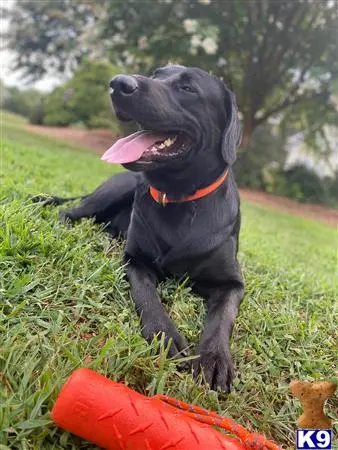 Labrador Retriever stud dog