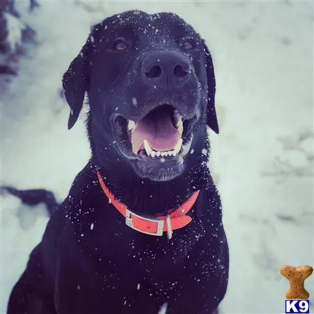 Labrador Retriever stud dog