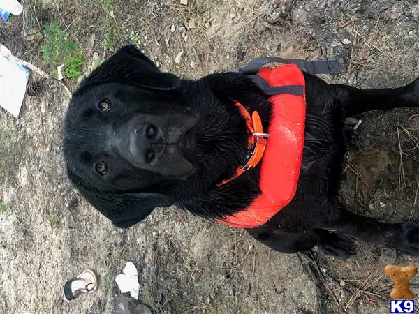 Labrador Retriever stud dog