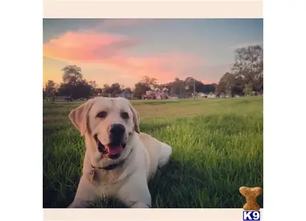 Labrador Retriever