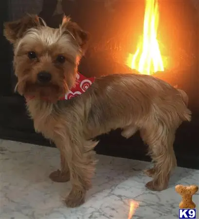 Yorkshire Terrier stud dog