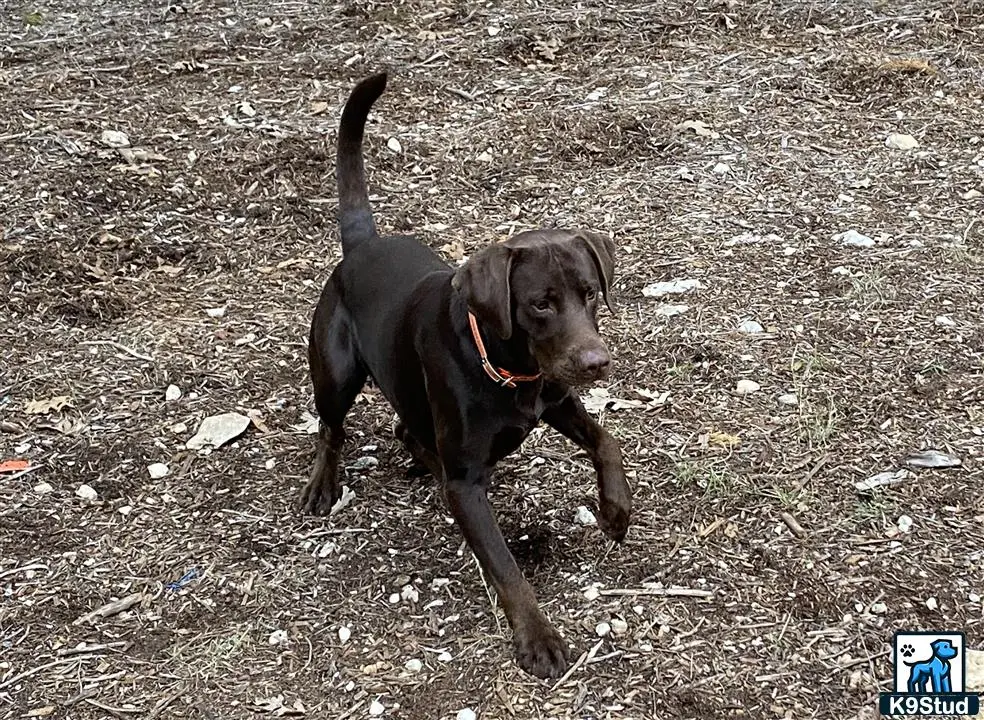 Labrador Retriever stud dog