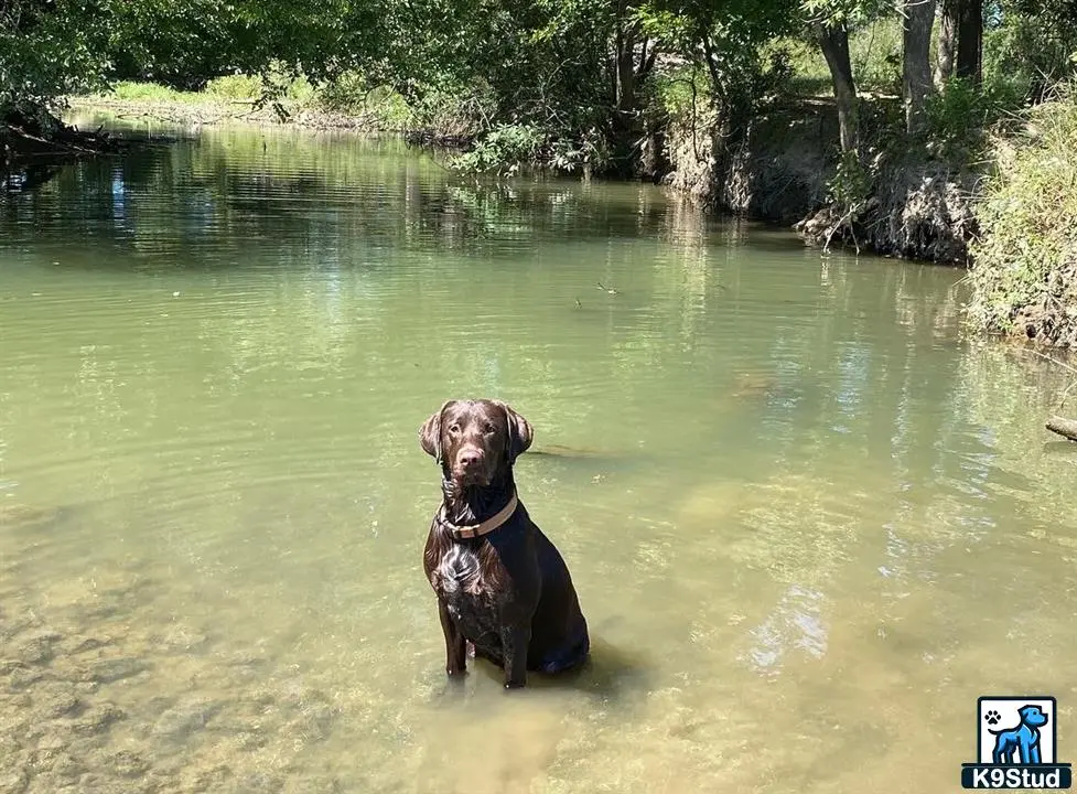 Labrador Retriever stud dog