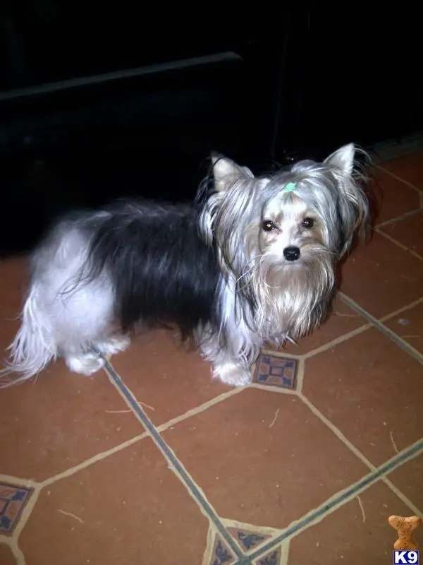 Biewer Yorkshire Terriers stud dog