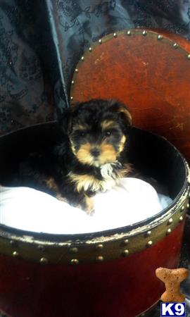 mixed breed puppy posted by homecarepuppies