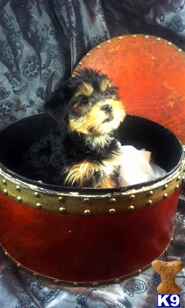 mixed breed puppy posted by homecarepuppies
