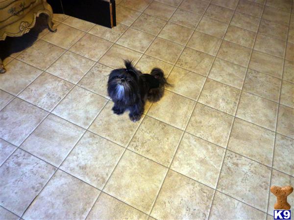 shih tzu stud service shih tzu stud imperial stud service 6 years shih tzu stud service shih tzu stud imperial stud service 6 years