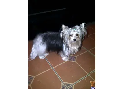a biewer yorkshire terriers dog sitting on a tile floor