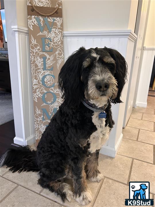 a bernedoodle dog sitting on a tile floor