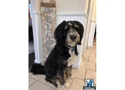 a bernedoodle dog sitting on a tile floor