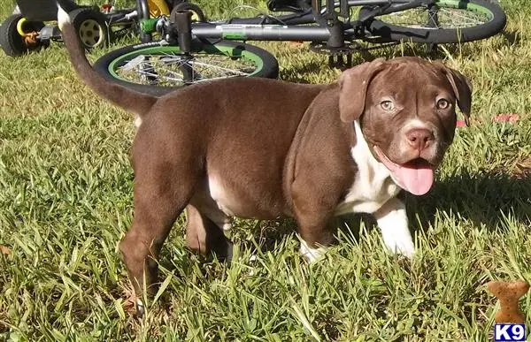 American Pit Bull puppy for sale