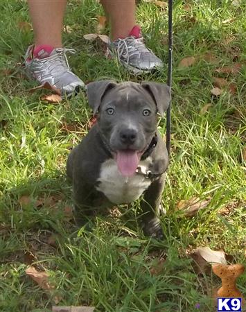 a american pit bull dog with a stick in its mouth