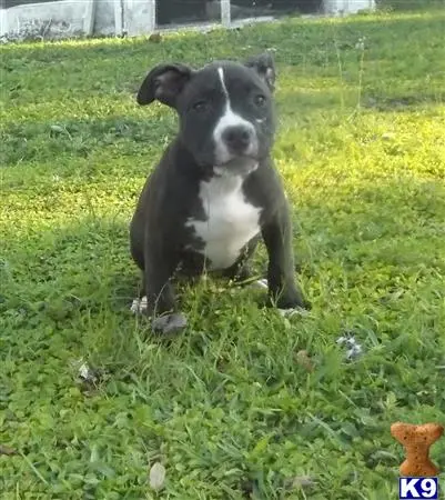 American Pit Bull puppy for sale