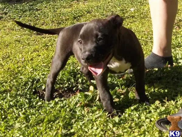 American Pit Bull puppy for sale