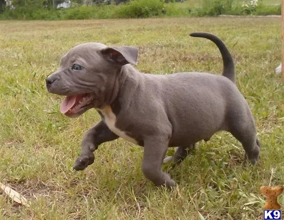 American Pit Bull puppy for sale