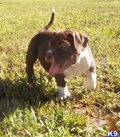 American Pit Bull puppy for sale