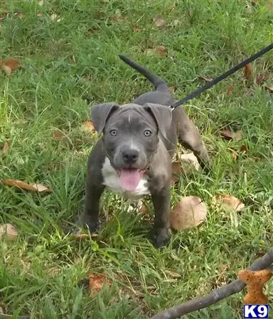 American Pit Bull puppy for sale