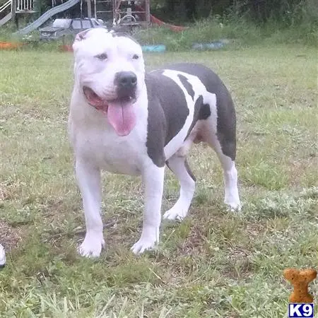 American Pit Bull stud dog