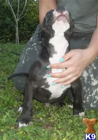 American Pit Bull puppy for sale