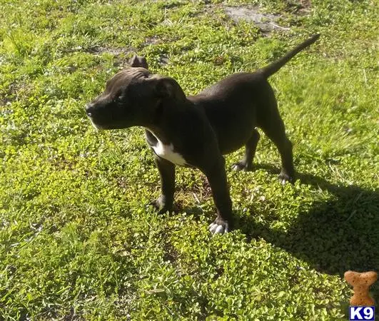 American Pit Bull puppy for sale