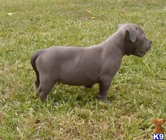 American Pit Bull puppy for sale