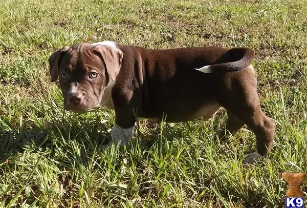 American Pit Bull puppy for sale