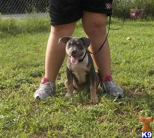 American Pit Bull puppy for sale