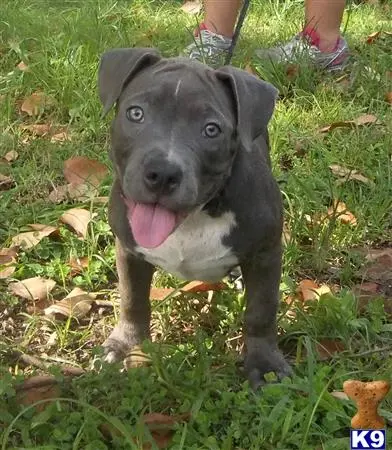 American Pit Bull puppy for sale