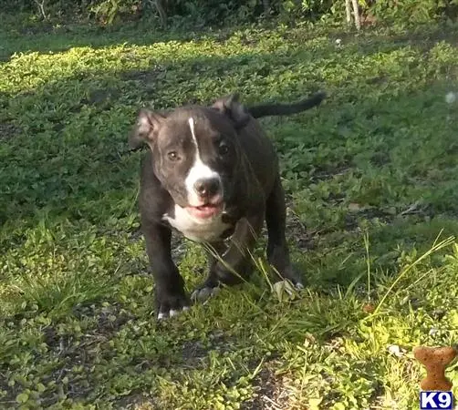 American Pit Bull puppy for sale