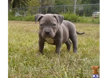 American Pit Bull