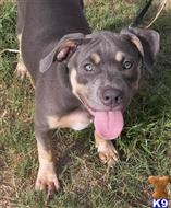 american pit bull puppy posted by hondashells