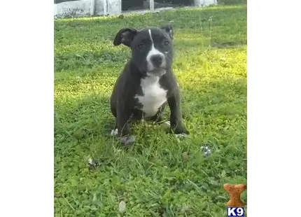 American Pit Bull