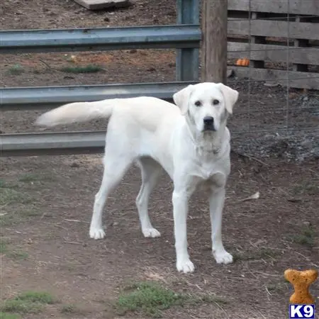 Labrador Retriever female dog: White Labrador Retriever standing in a fenced outdoor area