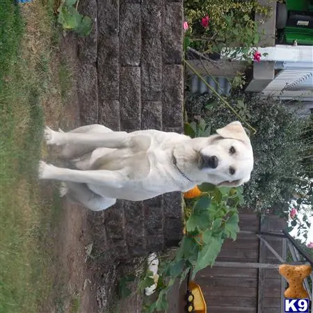 Labrador Retriever female dog: White Labrador Retriever sitting in a garden with greenery