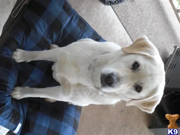 Labrador Retriever female dog: White Labrador Retriever sitting on a blue plaid dog bed