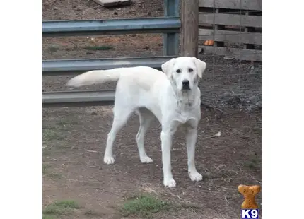 Labrador Retriever