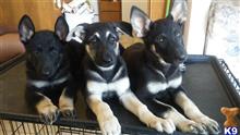 german shepherd puppy posted by honey4ya