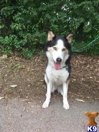 Siberian Husky female dog