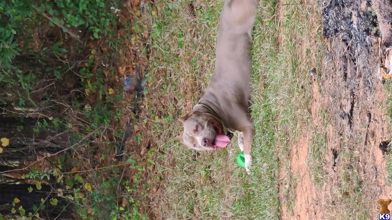 American Bully stud dog