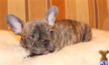 french bulldog puppy posted by honorine007