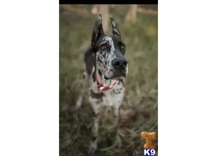 Great Dane