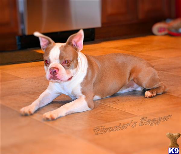 orange boston terrier