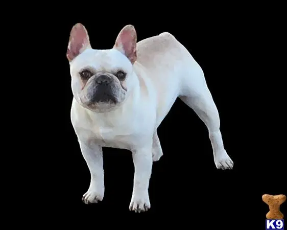 French Bulldog stud dog