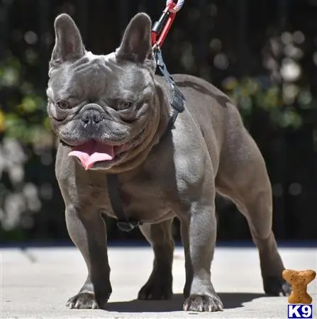 French Bulldog stud dog