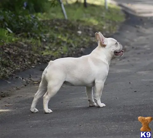 French Bulldog stud dog