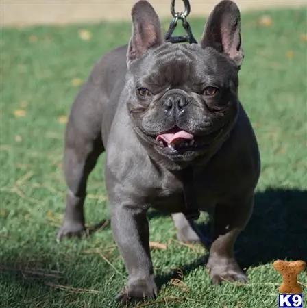 French Bulldog stud dog