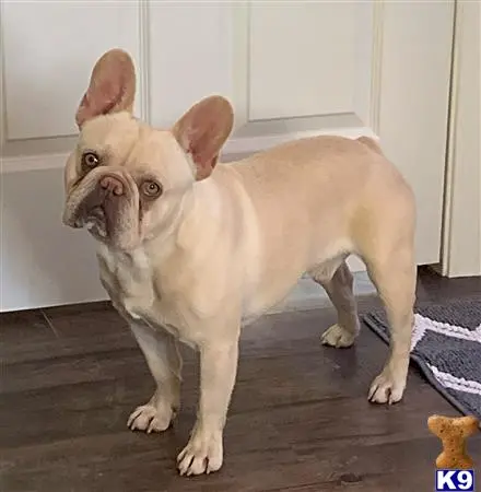 French Bulldog stud dog