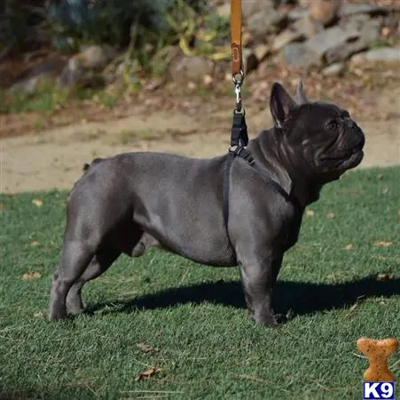 French Bulldog stud dog