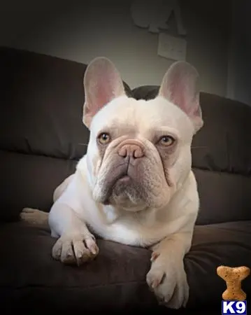 French Bulldog stud dog